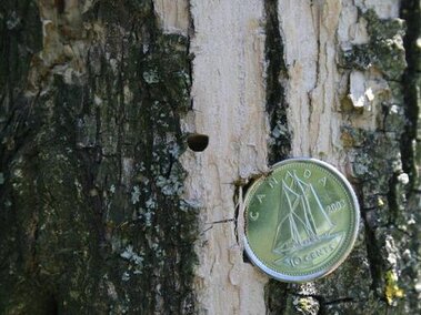 Several d-shaped holes made by an emerald ash borer in an ash tree with a Canadian coin for scale.