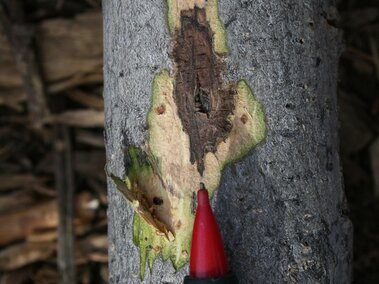 Tree bark with damage revealing green wood and decay, pointed at by a black and red pen.
