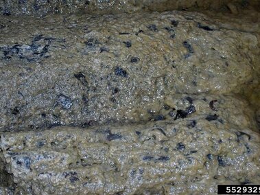 Didymo covering a rock.