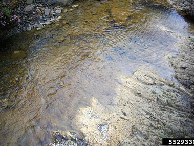 Didymo covering a rock submerged in water.