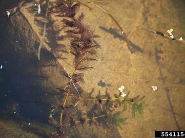 A Eurasian watermilfoil plant with green and red feathery leaves submersed in water.