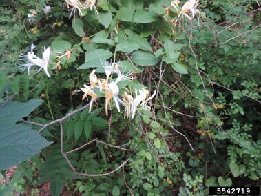 White and pale yellow honeysuckle flowers among dense green foliage.