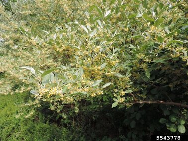 An autumn olive tree with its flowers in bloom