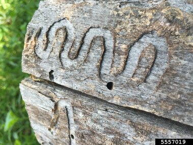 S-shaped tracks made by emerald ash borer larvae during feeding with their d-shaped emergence holes made as adults.