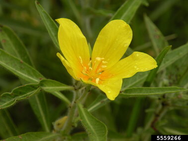 A closeup of a blooming yellow flower on a creeping water primrose plant.