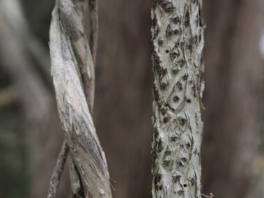 Twisted vine beside a textured tree trunk in a forest setting.