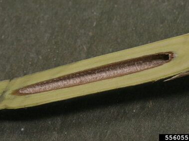 The hollowed out pith of an amur honeysuckle branch