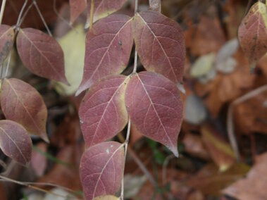 A closeup of the red leaves of an amur honeysuckle bush as it becomes dormant for winter