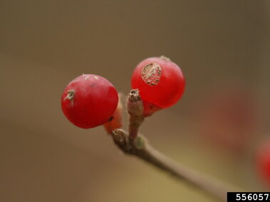 A closeup of the red berries on the stem of an amur honeysuckle bush
