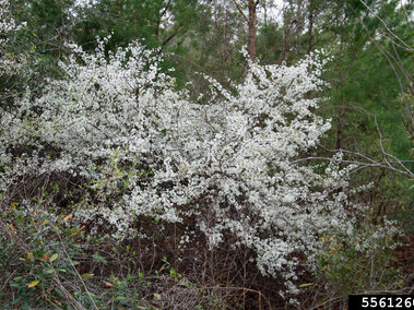 White flowering wild plum surrounded by green trees in a forested area.