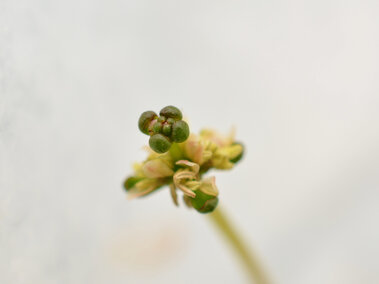 A closeup of the seedhead of a Eurasian watermilfoil plant.