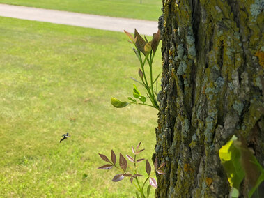 Excessive sprouting from an ash tree due to emerald ash borer infestation.