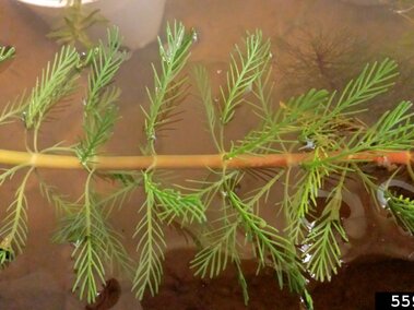 The stem and leaves of a parrot feather plant.