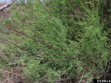 Salt cedar foliage and stems.