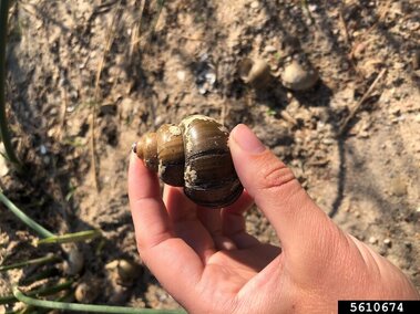 A closeup of an individual holding a Chinese mystery snail shell