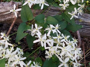 White flowering sweet autumn virgin's flower with small star-shaped blooms and green leaves on a wooden background.