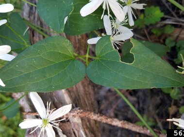 Green leaves surrounded by small white flowers and a tree trunk.
