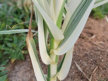 The bottom of a giant reed stem growing from rhizomes of nearby uncontrolled stand