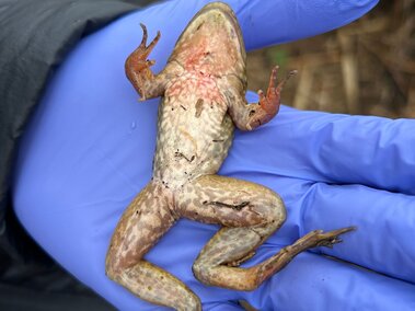 Gloved hand holding a frog with reddish markings on its underside.