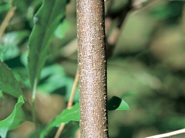 A closeup of an autumn olive stem with its bark bark and silvery dots