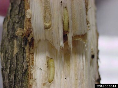 Two emerald ash borer larvae burrowed beneath the bark of a tree.
