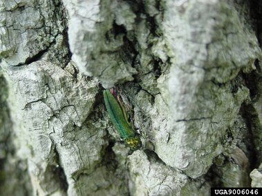 An emerald ash borer insect on the bark of a tree.