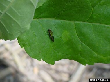An emerald ash borer insect on a leaf.