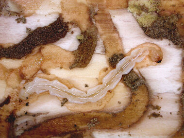 A nearly mature emerald ash borer larva feeding on the cambium layer of tree bark.
