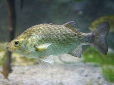 A closeup of a white perch fish swimming in an aquarium