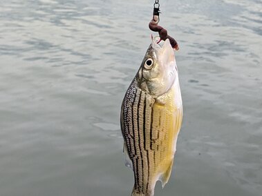 A white perch fish on a fishing line