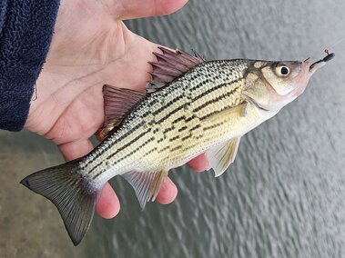 A hand holding a white bass fish