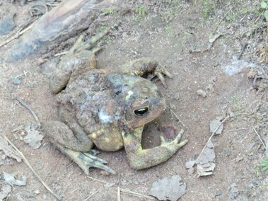 Brown toad with excessive skin shed resting on dirt ground with scattered leaves and sticks.