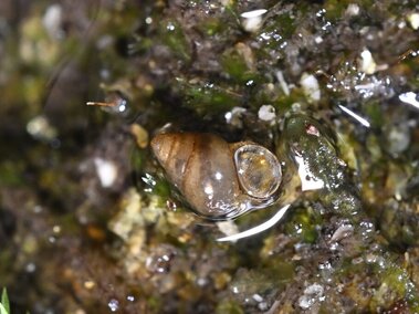 A closeup of a New Zealand mudsnail