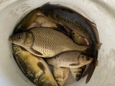A bucket of golden carp fish