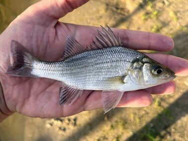 An individual hand holding a white perch fish
