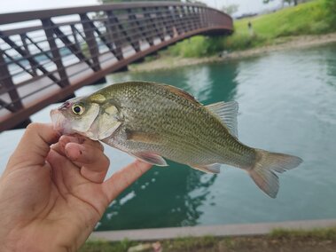 An individual holding a white perch fish