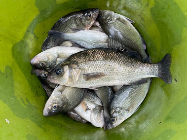 A bucket of white perch fish