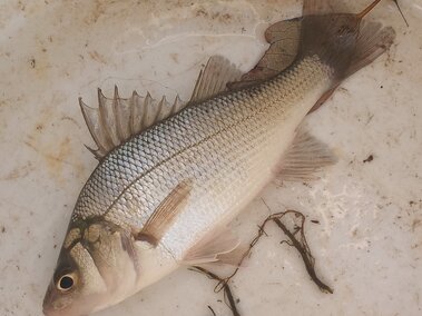 A white perch fish on the ground