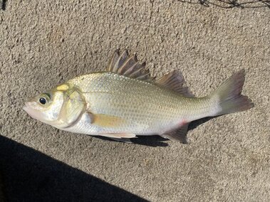 An adult white perch fish