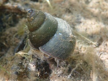 A closeup of a live Chinese mystery snail underwater