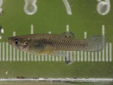 A closeup of a western mosquitofish underwater as seen from the side with a ruler in the background for scale