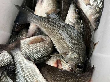 A pile of white perch fish