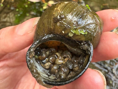 A closeup of a mature Chinese mystery snail shell filled with juvenille Chinese mystery snail shells