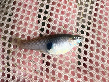 A closeup of a western mosquitofish as seen from the side in a net in an individual's hand 