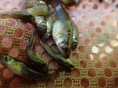 Eight rudd fish as seen from the side in an individual's hand with some netting underneath