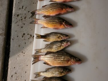 Yellow bass fish laid out in a line