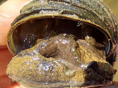 A closeup of a live Chinese mystery snail in its shell