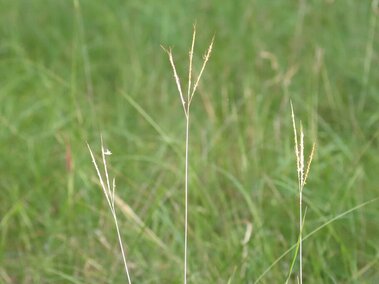 Tall yellow bluestem stems with seed heads amid a green, blurred grassy background.