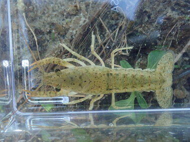 A top profile view of a juvenile white river crayfish