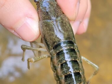 A top profile view of a juvenile white river crayfish where the small gap just below its head between its "shoulder blades" is visible